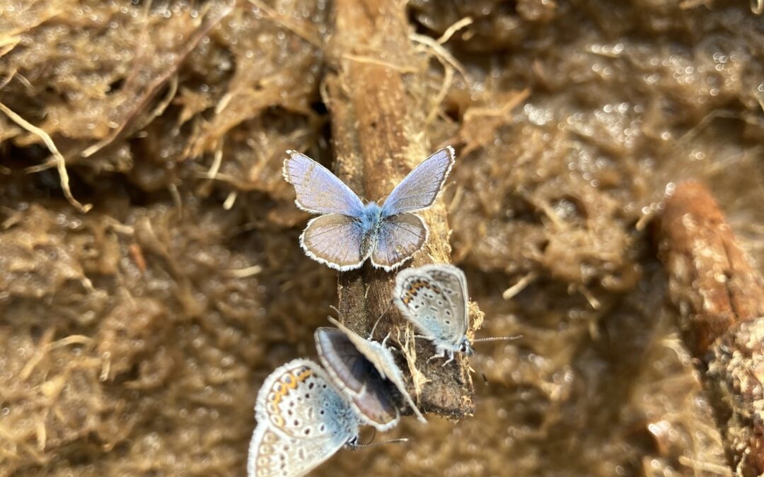 Common Blue