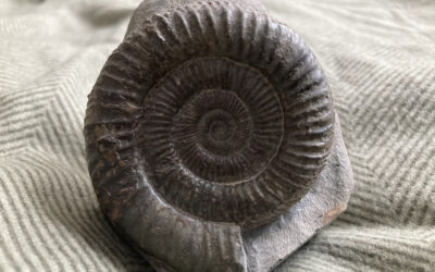 The Ammonite and the Cocoon